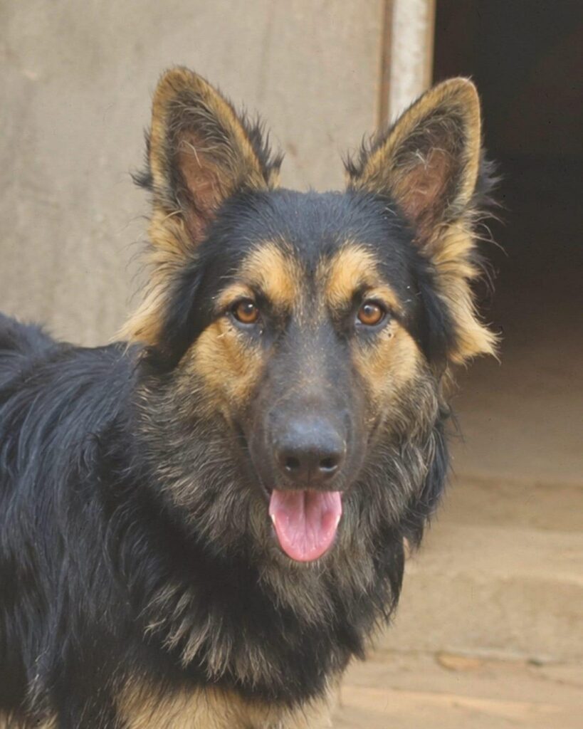 Delhi adoption