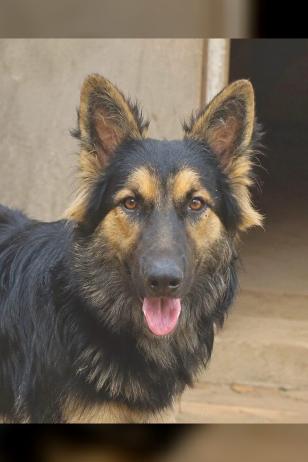7-month-old female German Shepherd for adoption — Delhi NCR