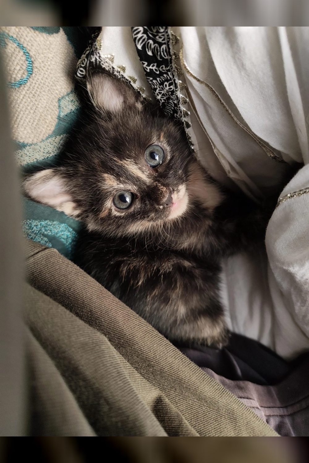 Four 2-month-old kittens for adoption — Delhi NCR