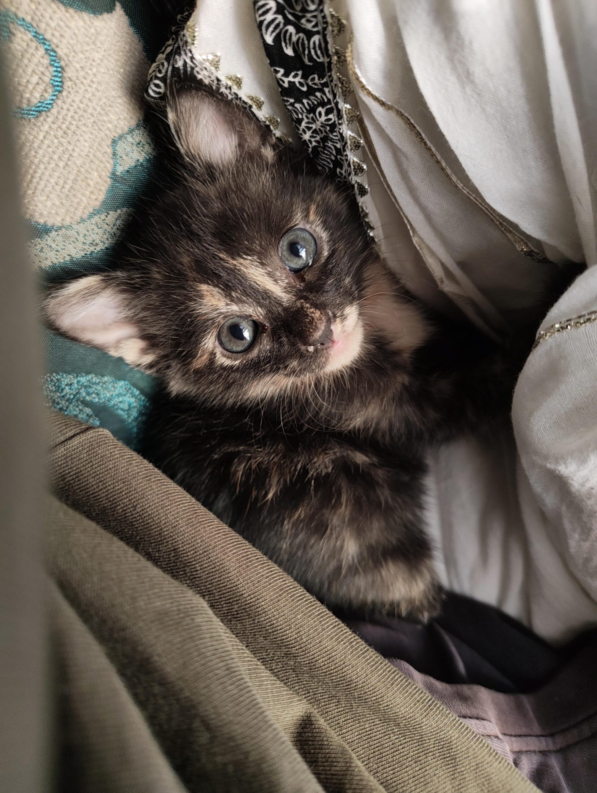 Please adopt these kittens ðŸ˜