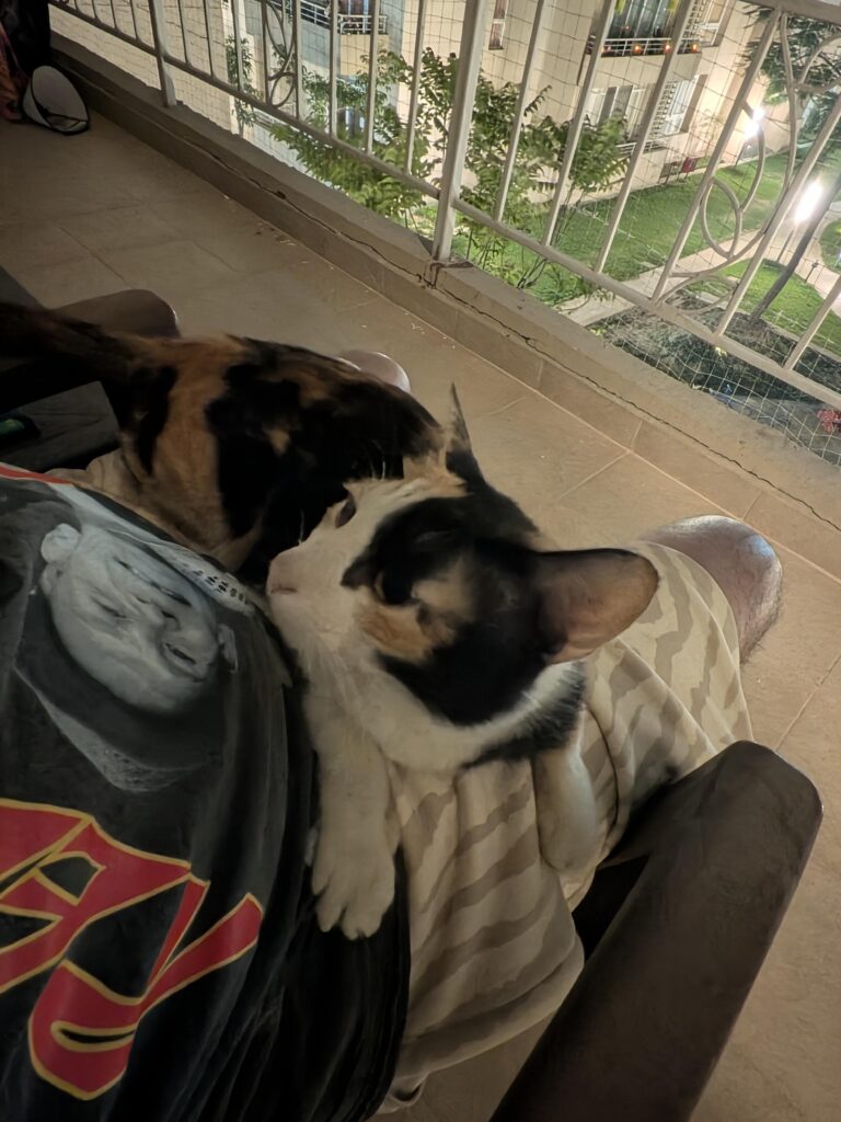 Help in getting choti choti the house of her dreams!