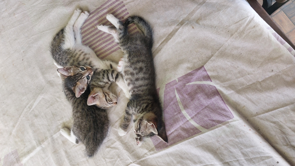 Cats up for adoption in Dehradun!