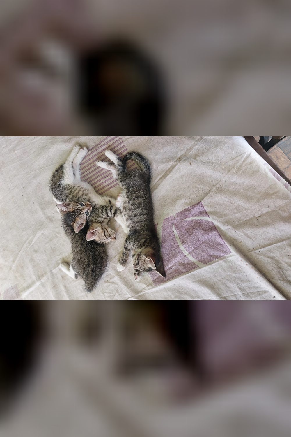 Cats up for adoption in Dehradun!