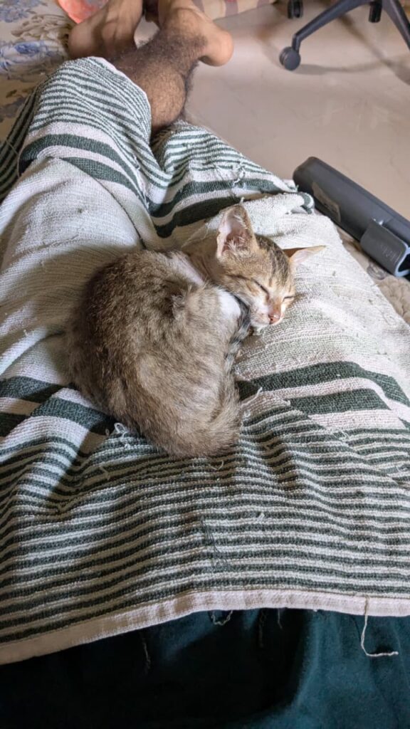 Please adopt this adorable indie baby - Luna 🌙