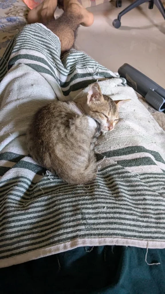 Please adopt this adorable indie baby - Luna π