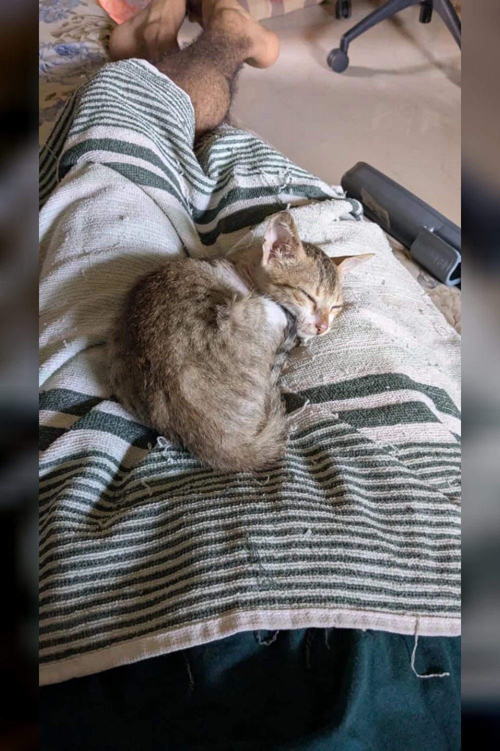 2-month-old female kitten for adoption — Mumbai