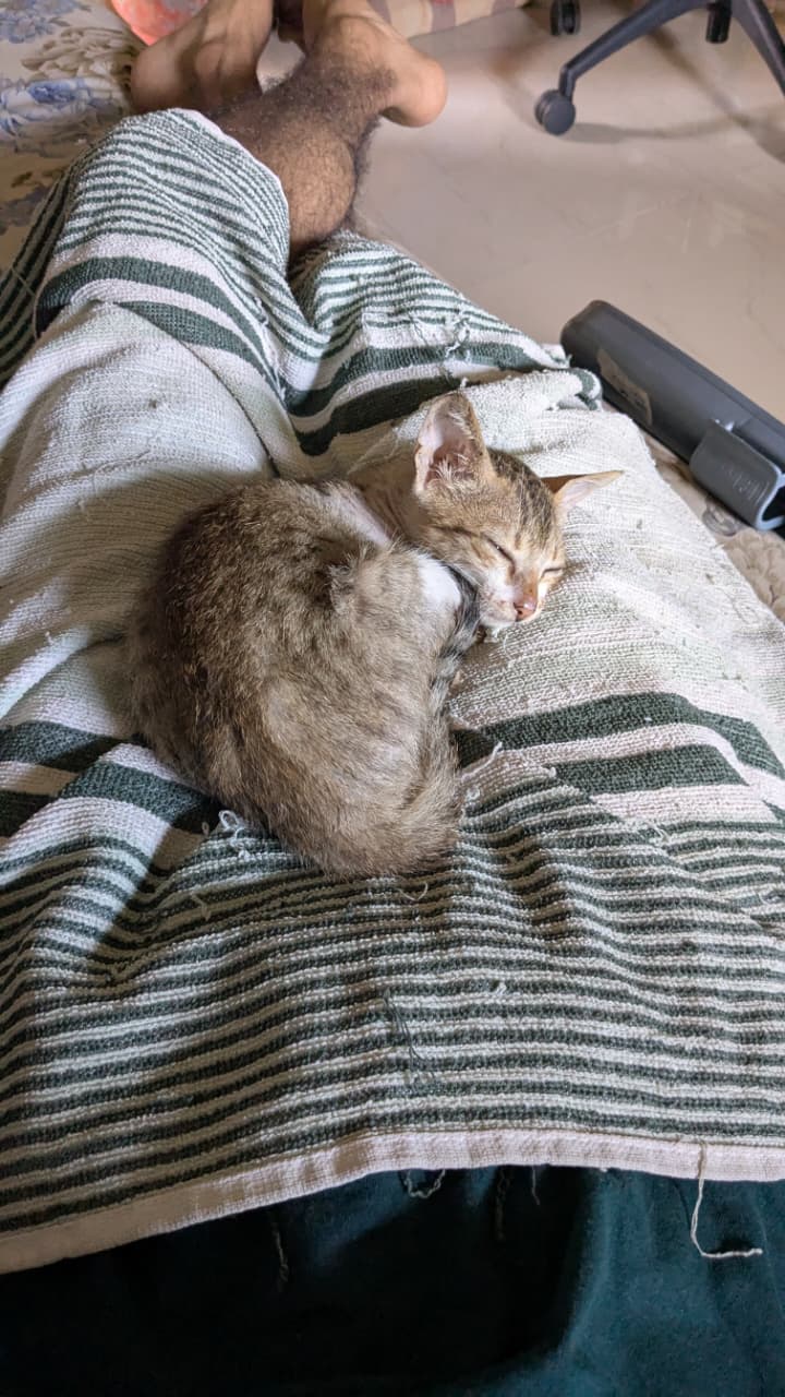 Please adopt this adorable indie baby - Luna 🌙