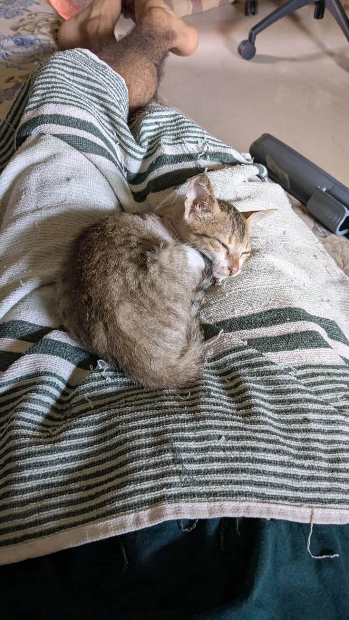 Please adopt this adorable indie baby - Luna 🌙