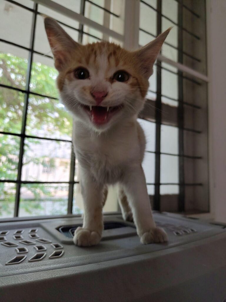 Ferny (2.5 months old, ginger, male kitten) looking for a forever home in Bangalore