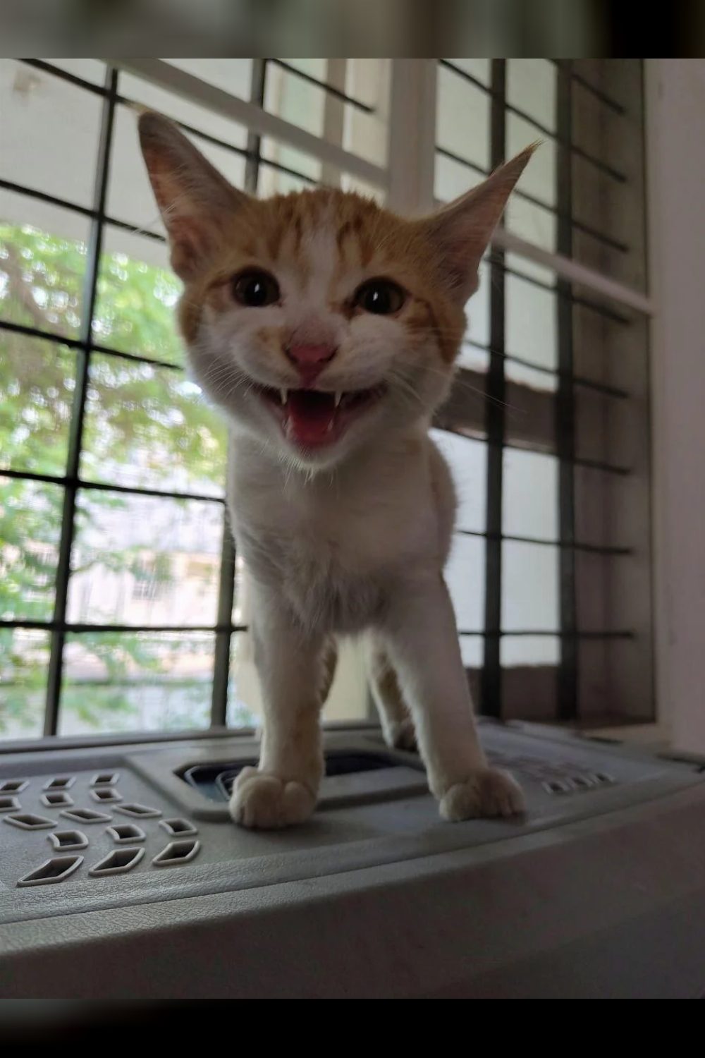 Ferny (2.5 months old, ginger, male kitten) looking for a forever home — Bengaluru