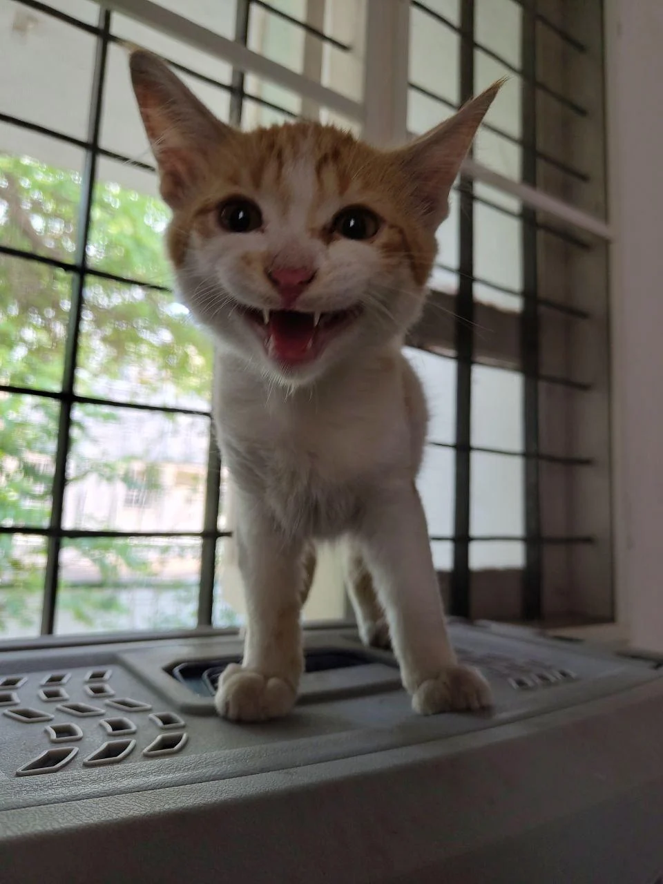 Ferny (2.5 months old, ginger, male kitten) looking for a forever home in Bangalore