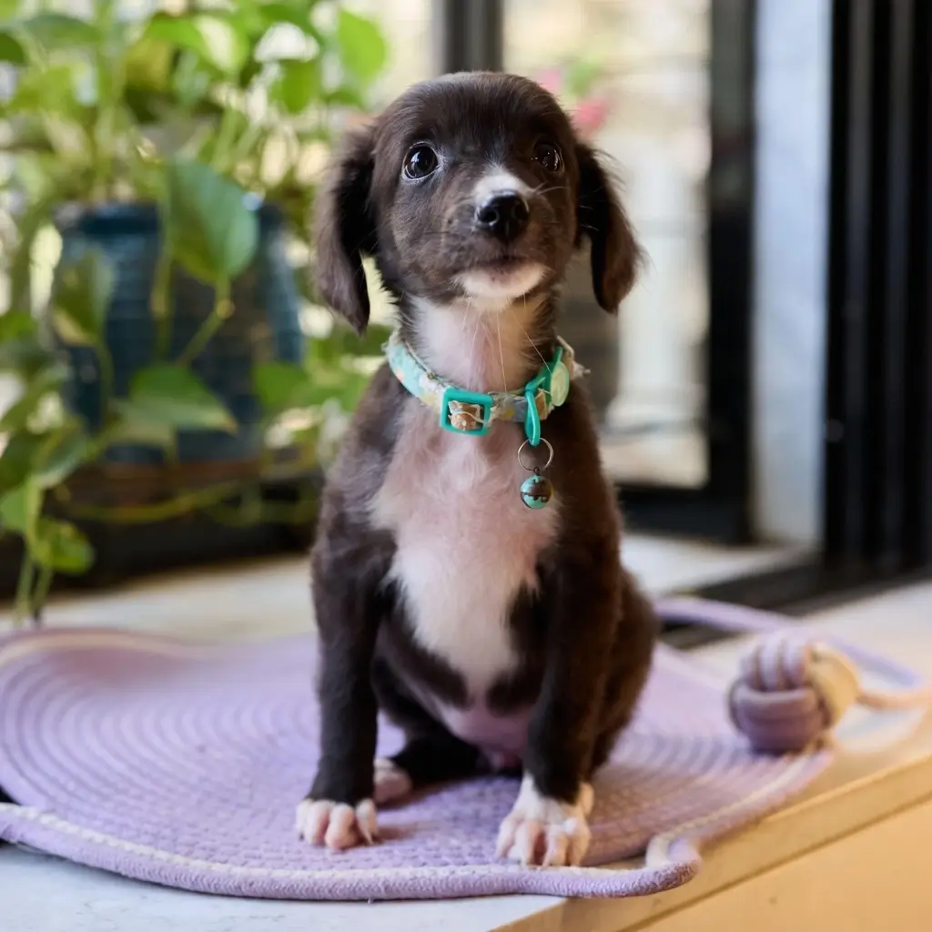 Black and white Indian Pariah dog (desi dog) standing alert in a sunny Indian neighbourhood — India's native landrace dog breed