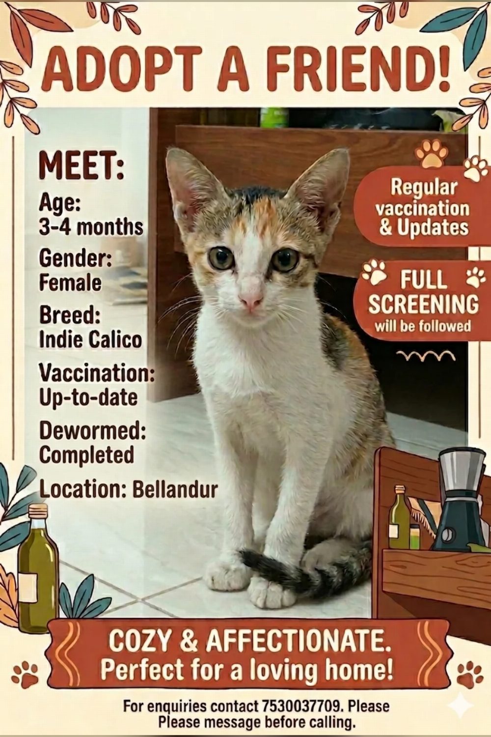 A cute calico kitten for adoption — Bengaluru
