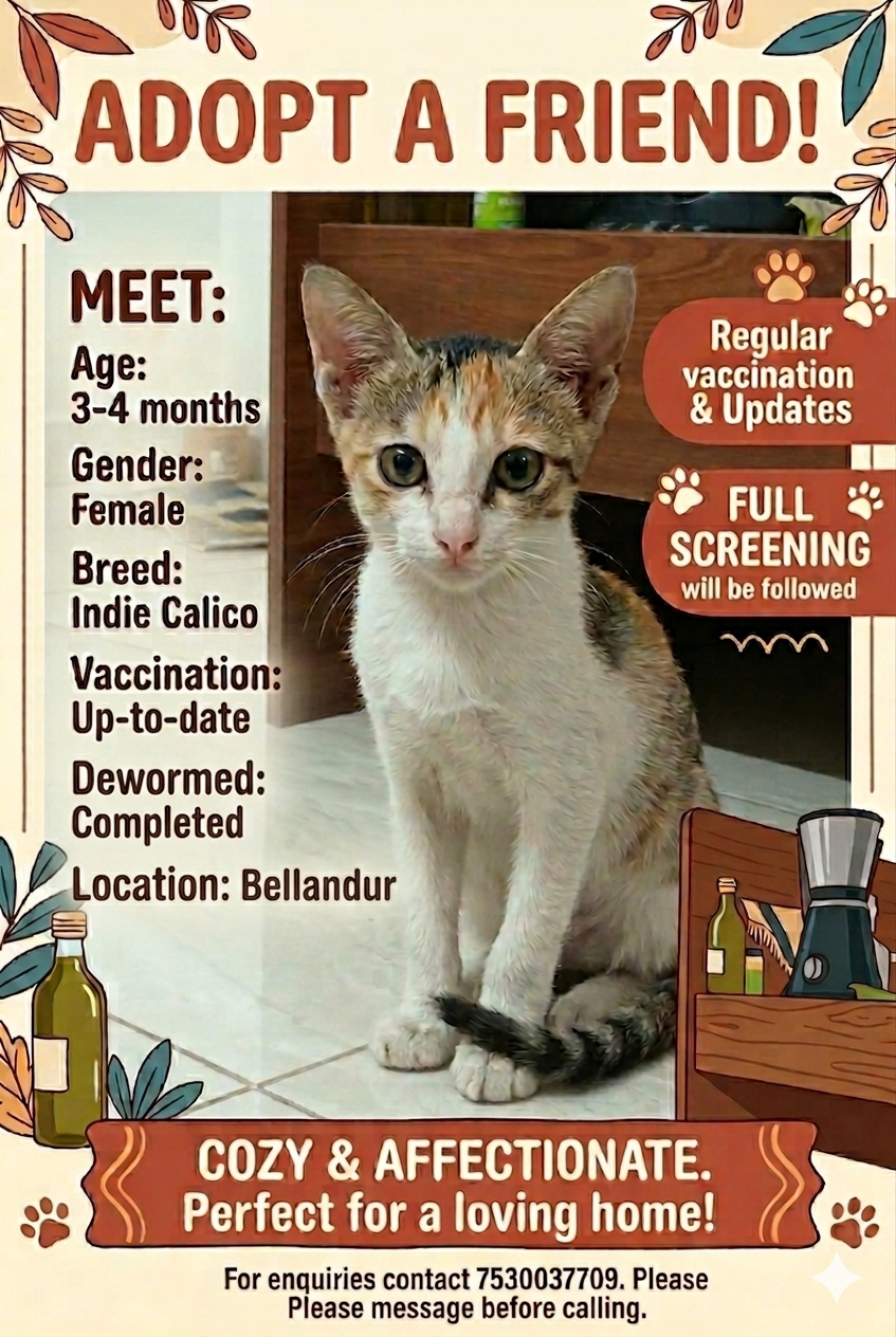 A cute calico kitten for adoption