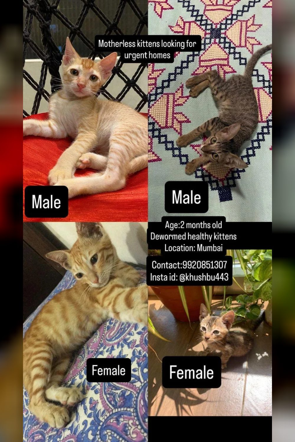 Please adopt these kittens (May) — Mumbai