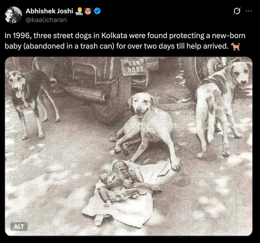Three Kolkata street dogs guarding an abandoned newborn baby on a roadside in 1996 until help arrived