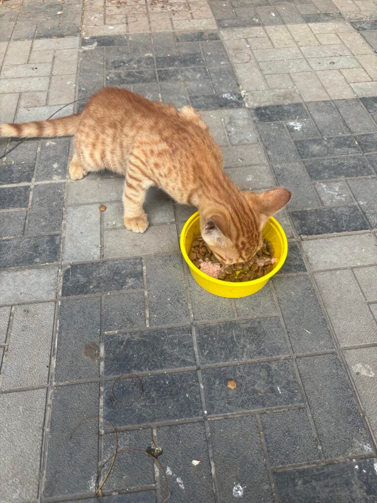 Mumbai- Brown Kitty up for adoption (age- I guess less than 6 months )