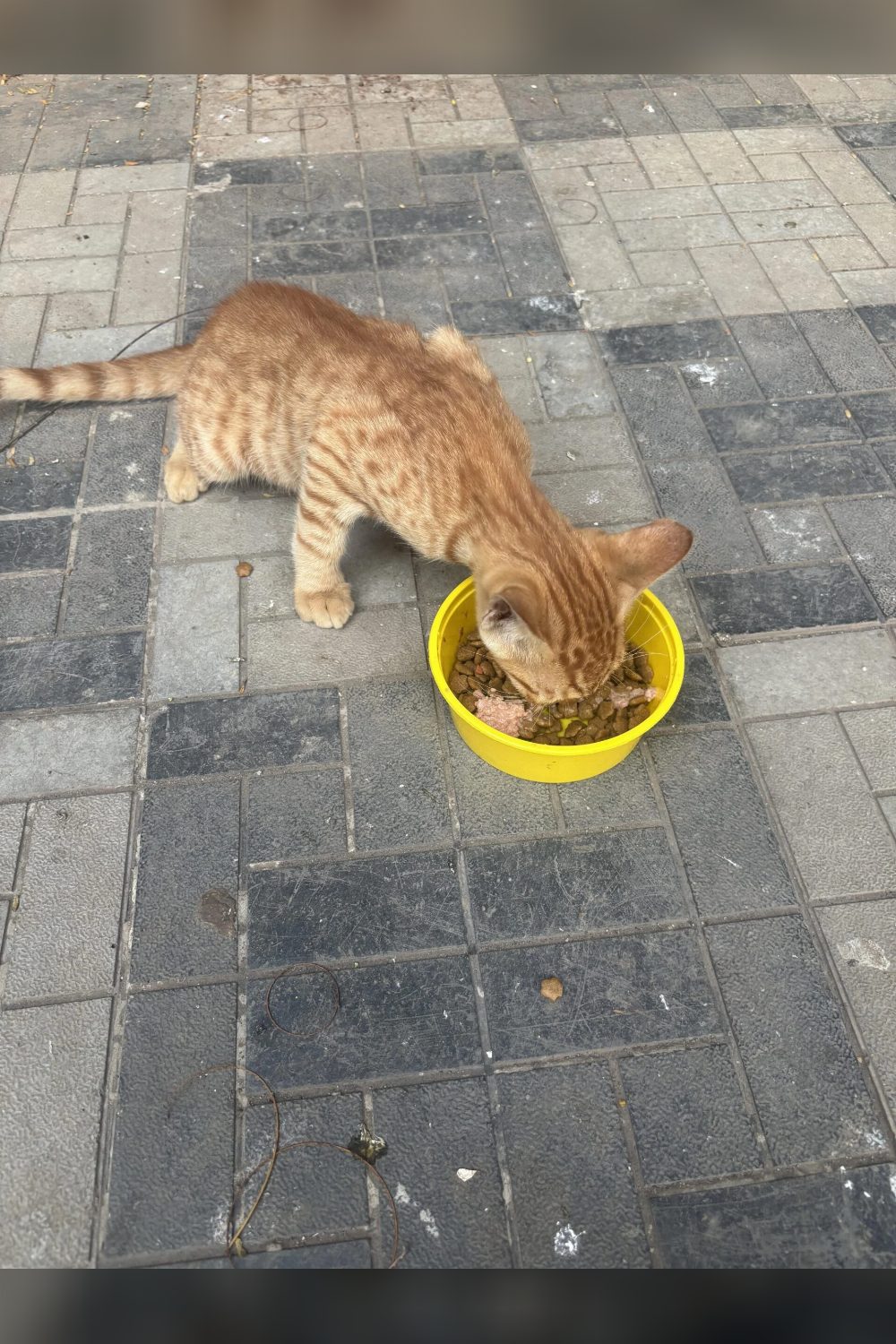 Mumbai- Brown Kitty up for adoption (age- I guess less than 6 months ) — May