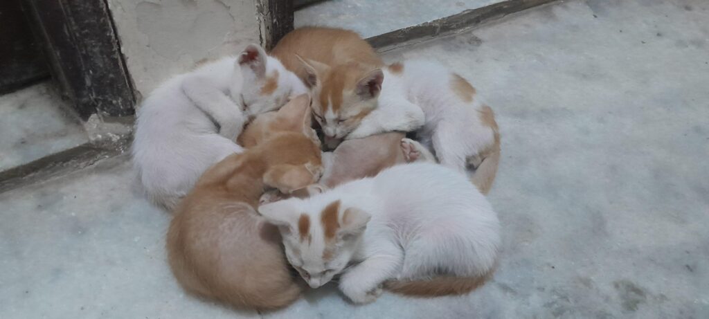 Kittens for adoption:New Delhi