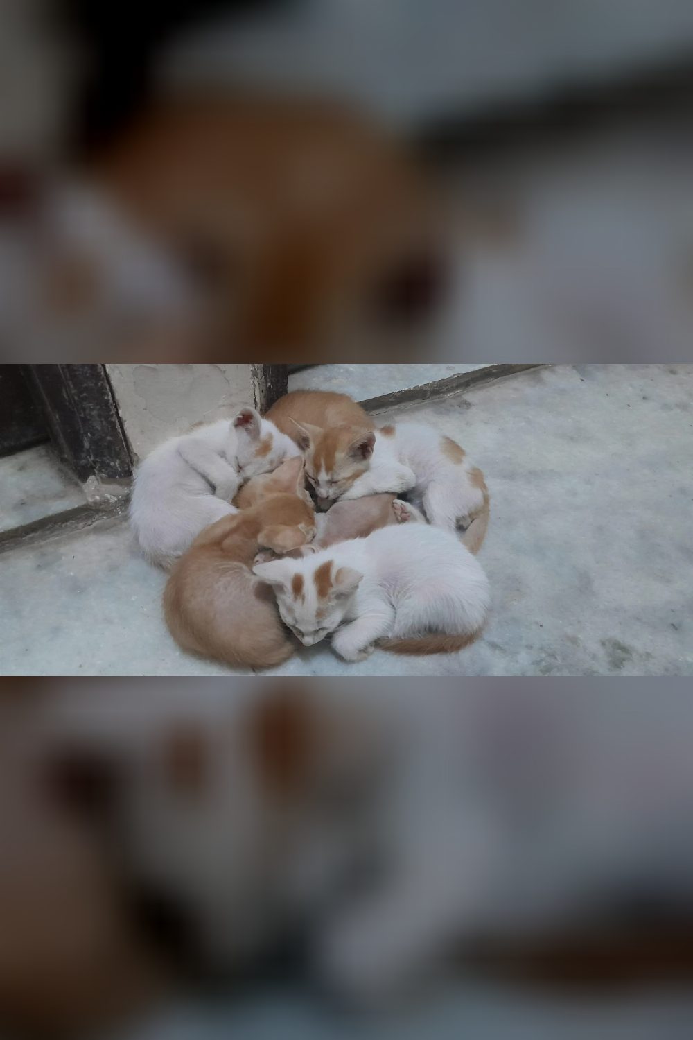 Four 8-week-old kittens for adoption — Delhi NCR