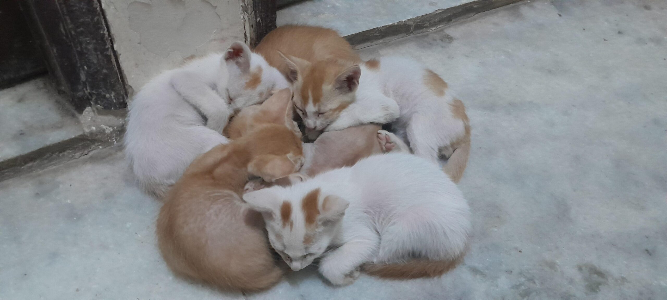 Kittens for adoption:New Delhi