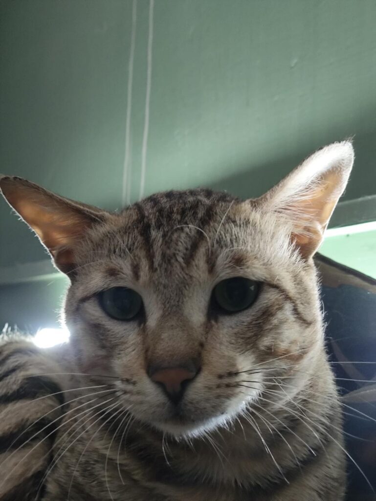 Adopt Nuggie 🐾