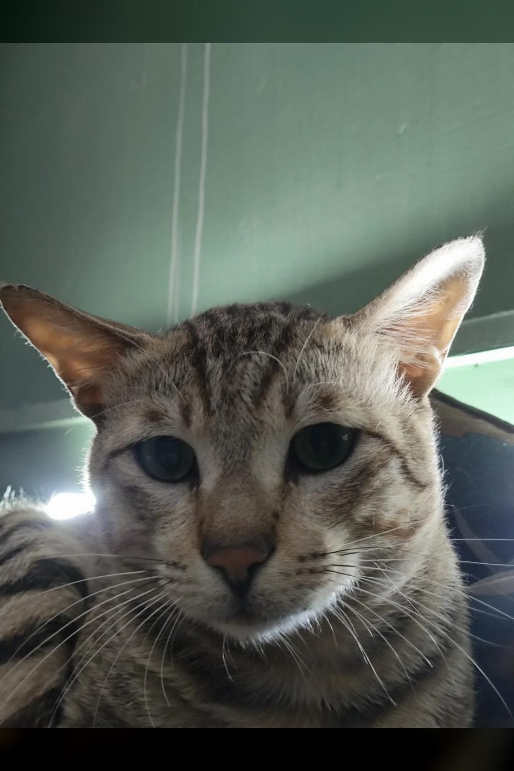 Adopt Nuggie 🐾 — Ranikhet