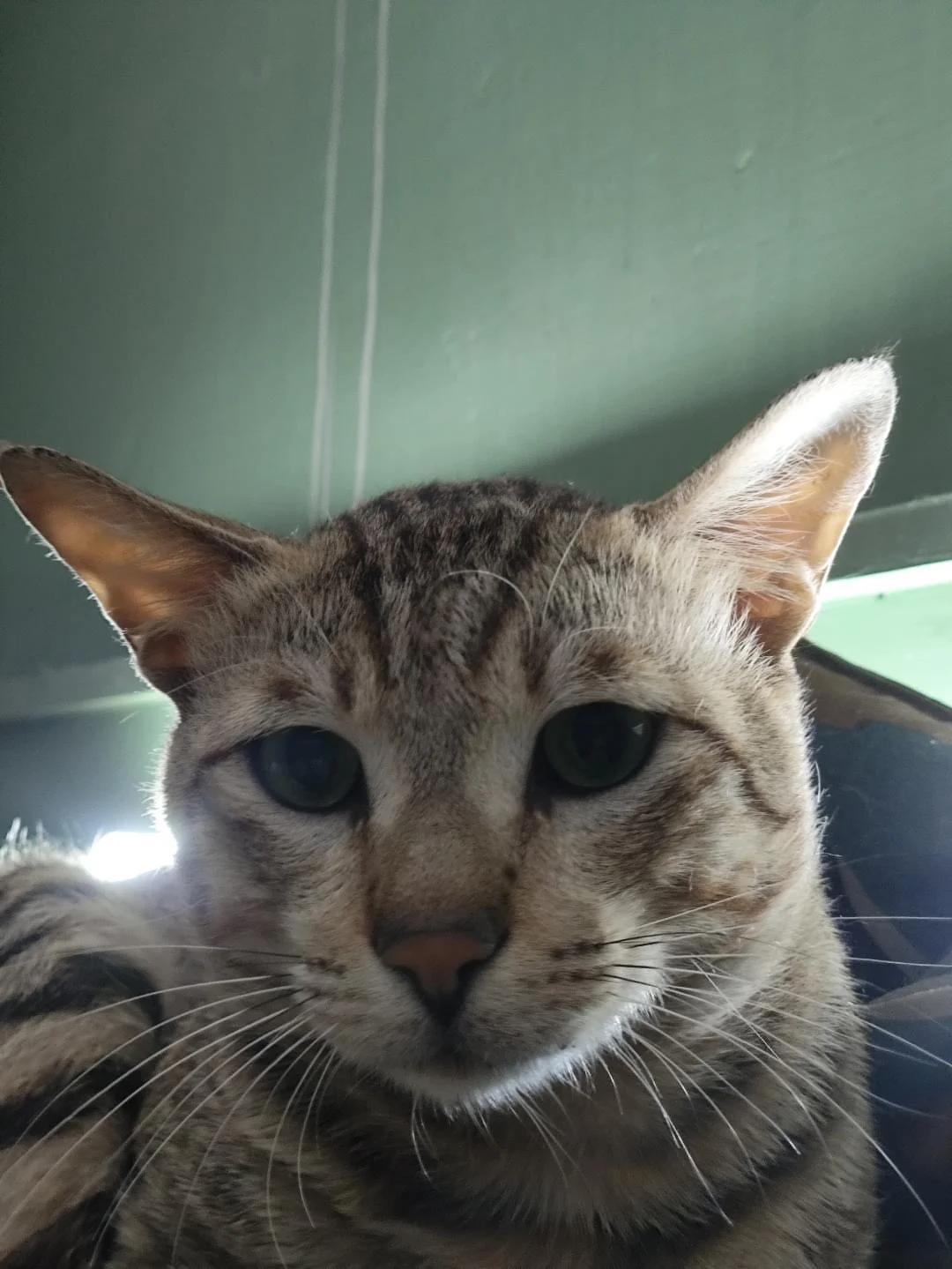 Adopt Nuggie 🐾