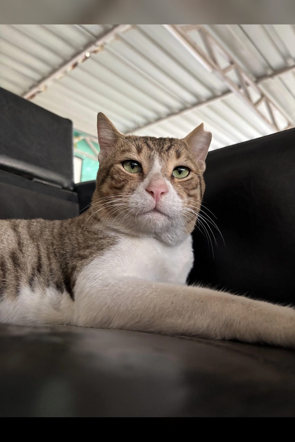 Adopt Loki — Mumbai