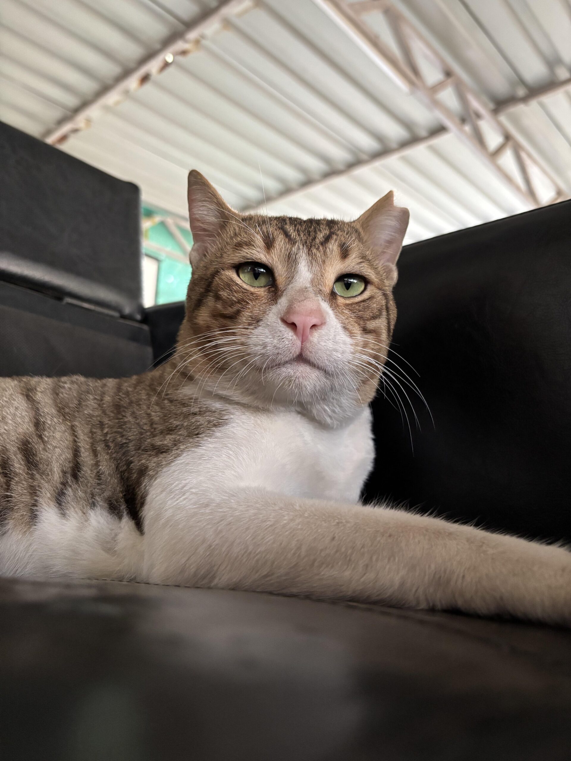 Adopt Loki!