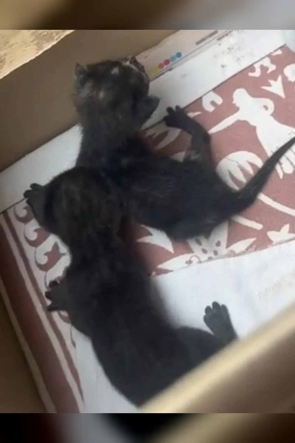 Urgent Kitten Foster/Adoption–Secunderabad — Hyderabad