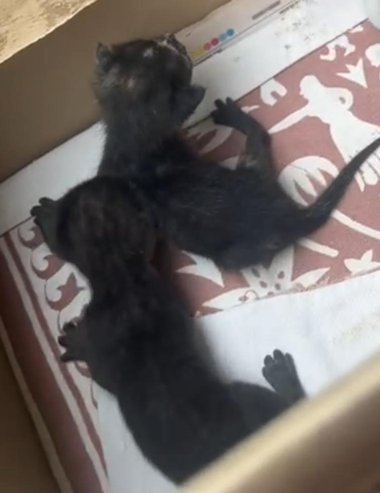 Urgent Kitten Foster/Adoption–Secunderabad