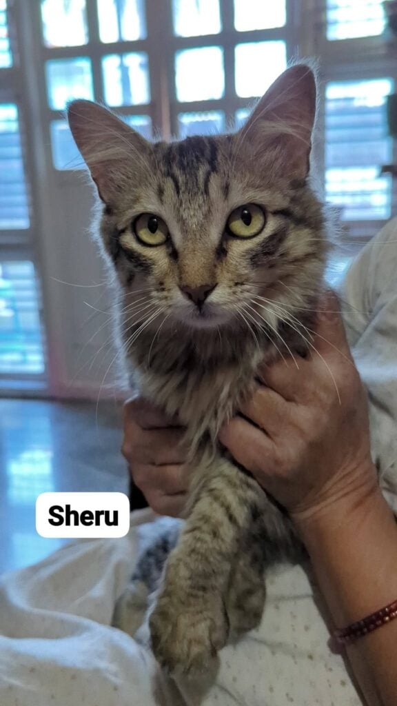 Confident experienced cat fosters and adoption help needed