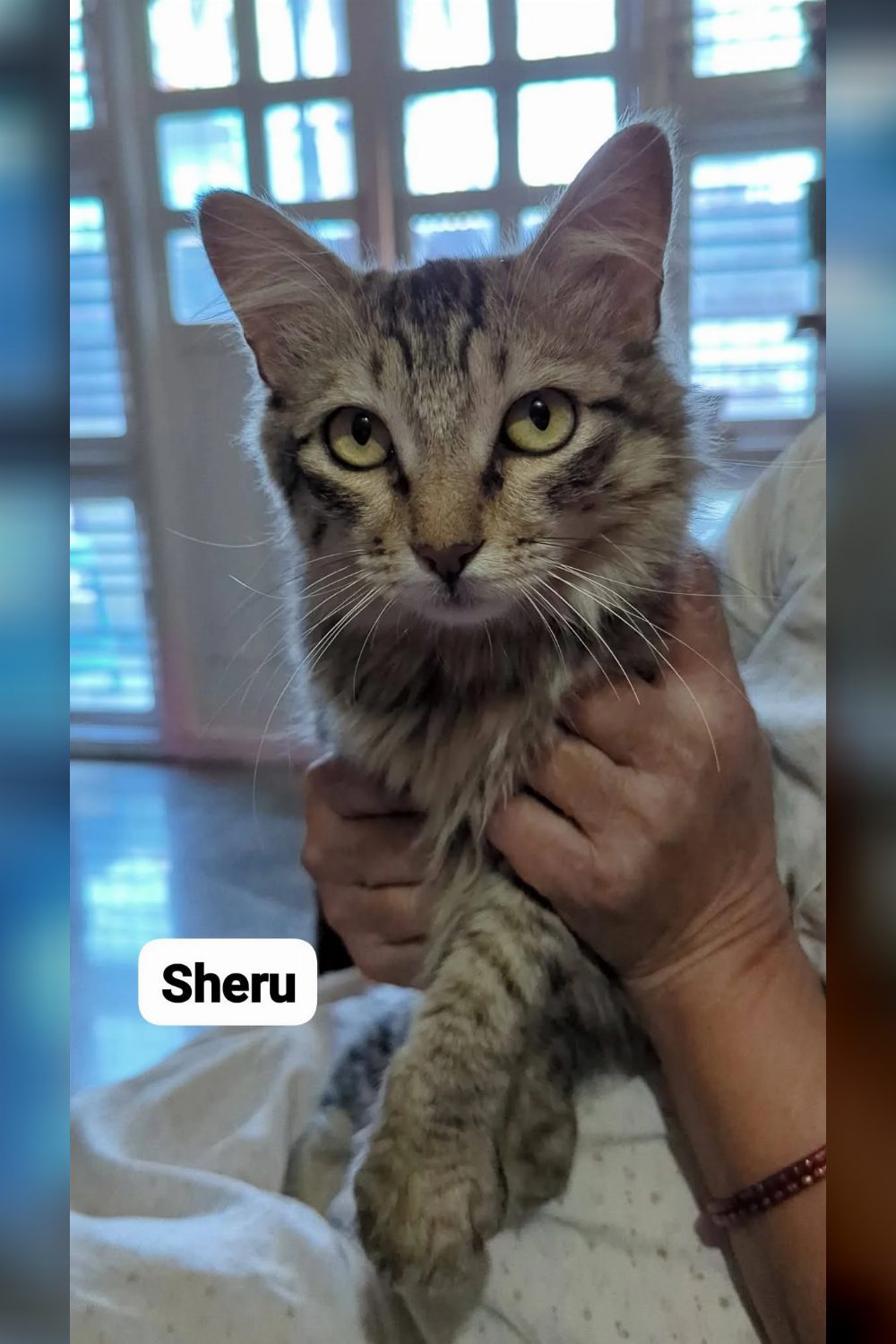 Confident experienced cat fosters and adoption help needed — Bengaluru