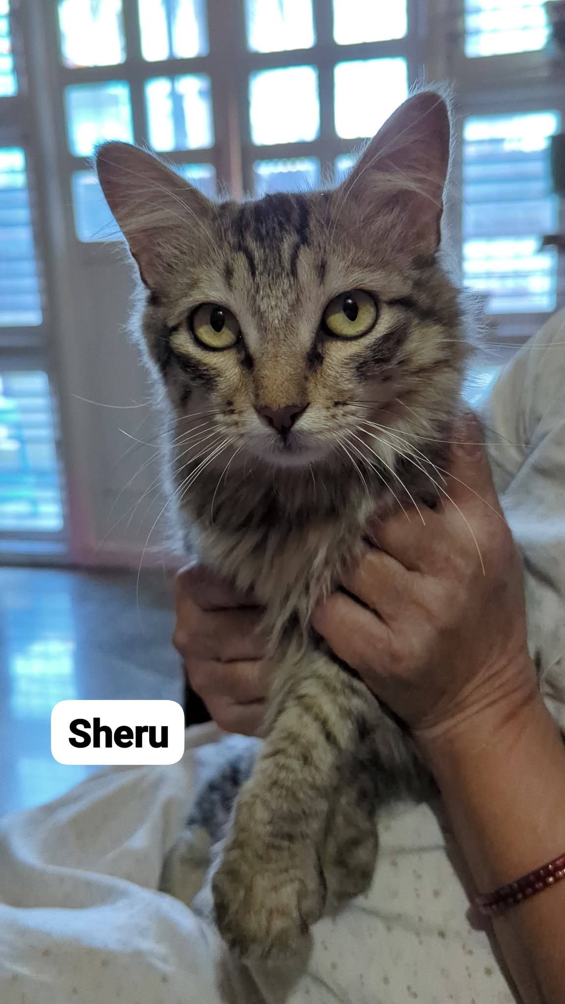 Confident experienced cat fosters and adoption help needed