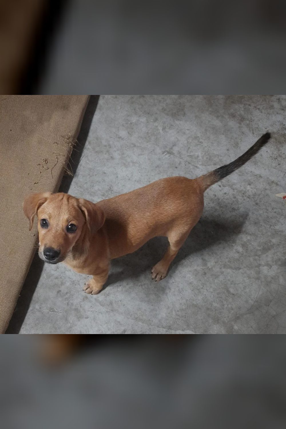 Adopt Karthu, 2 months female indie — Kochi