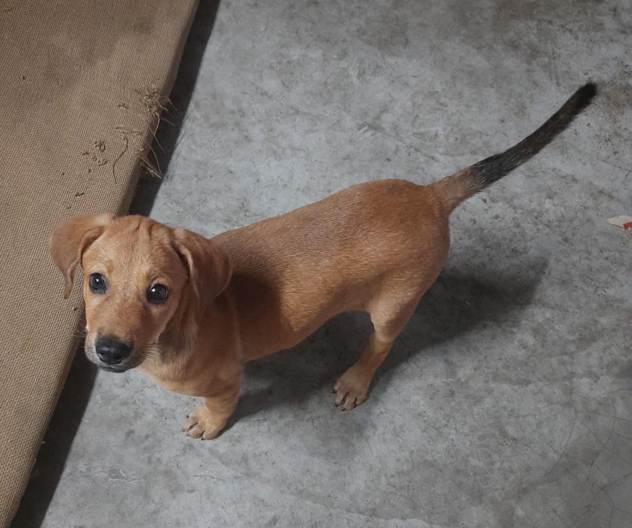 Adopt Karthu, 2 months female indie