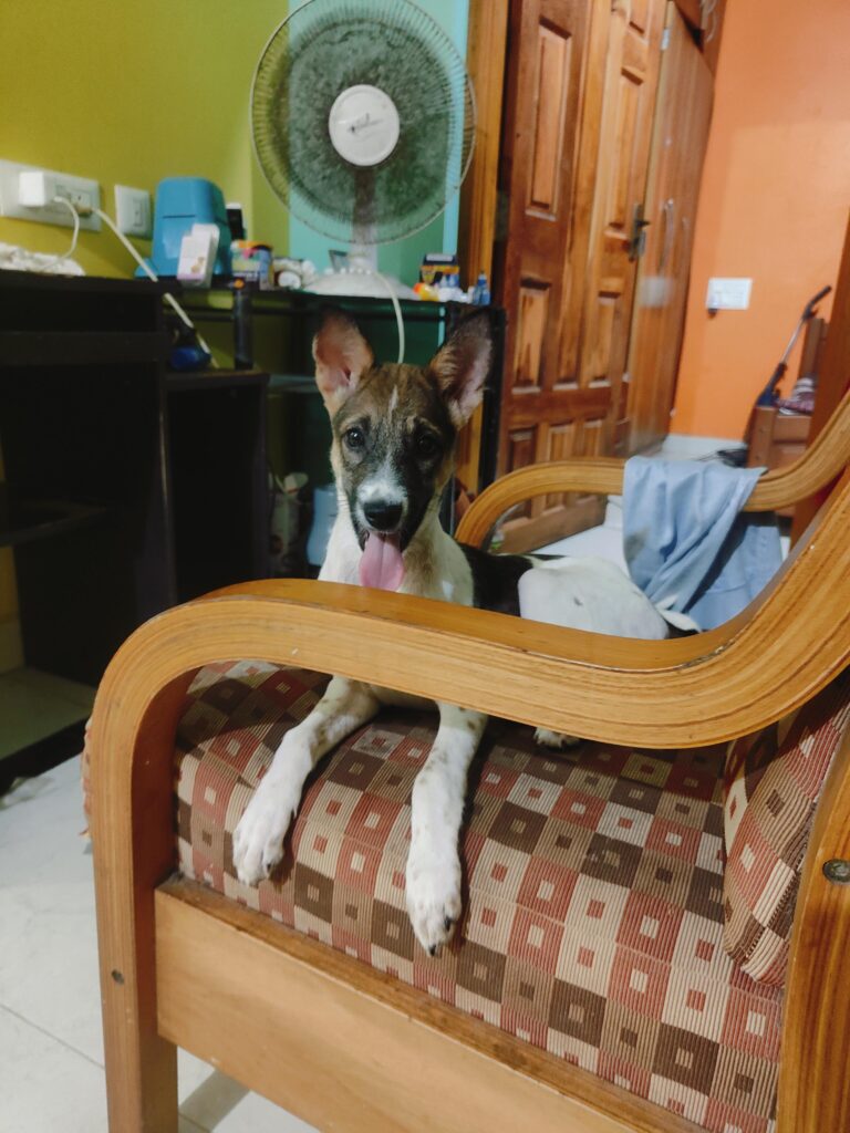 Adoption appeal for my indie puppy