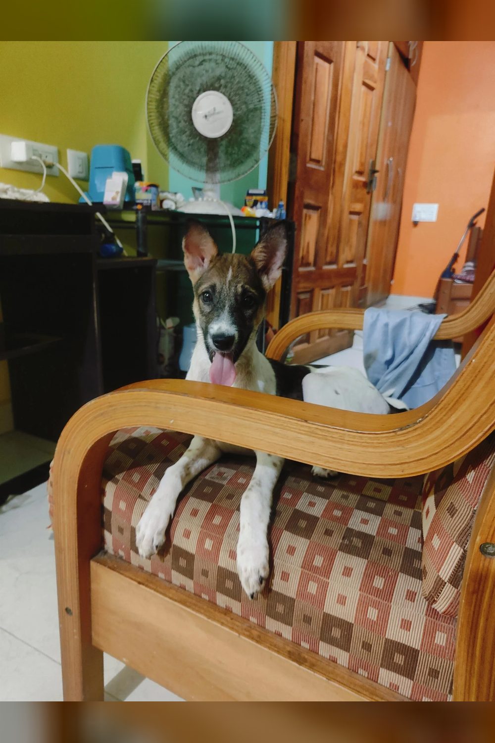 5-month-old female puppy for adoption — Mumbai