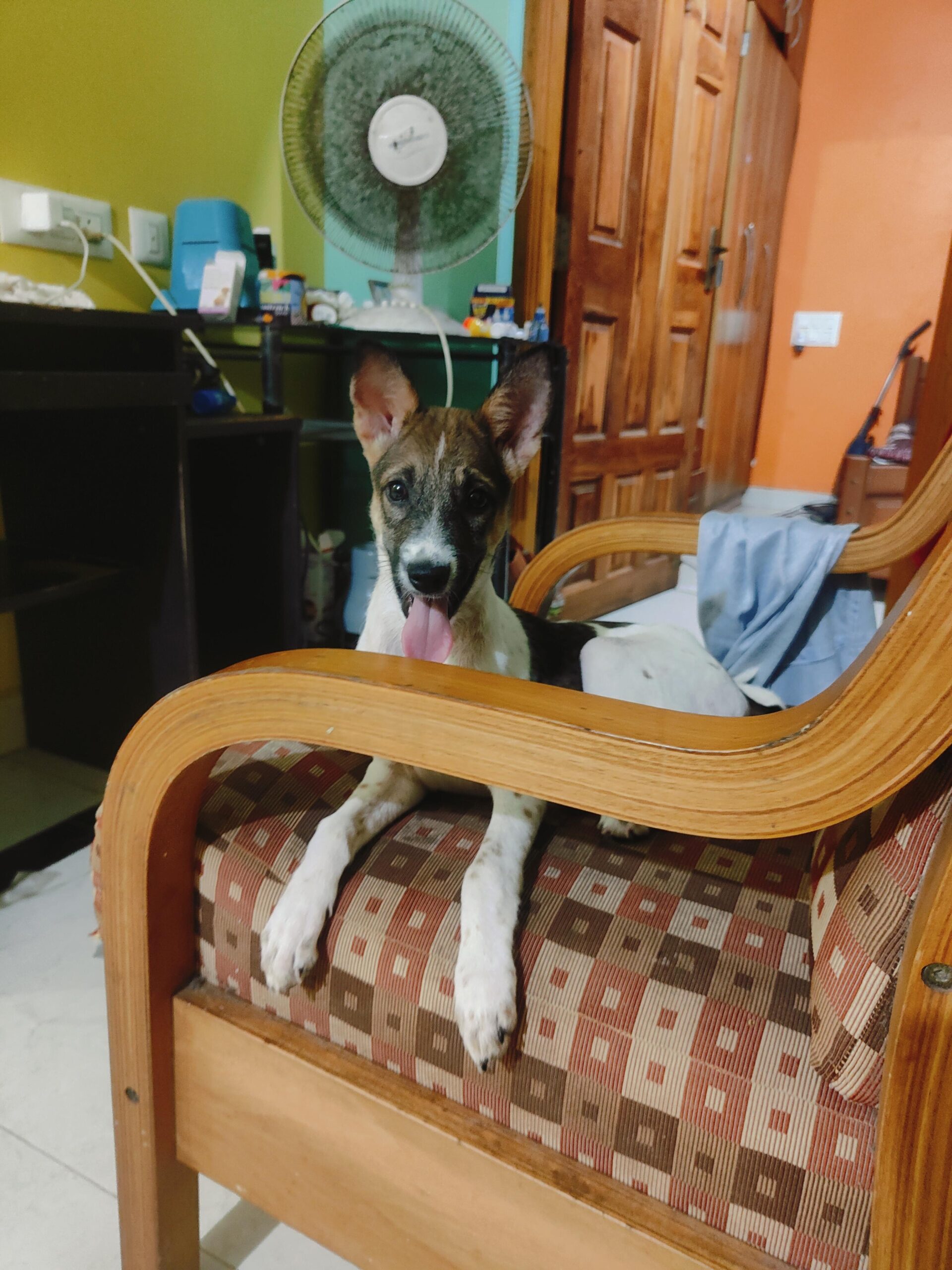 Adoption appeal for my indie puppy