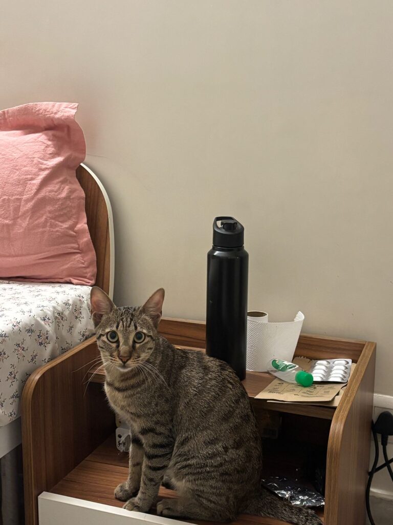 (Delhi) Please adopt our sweet, active foster cat!