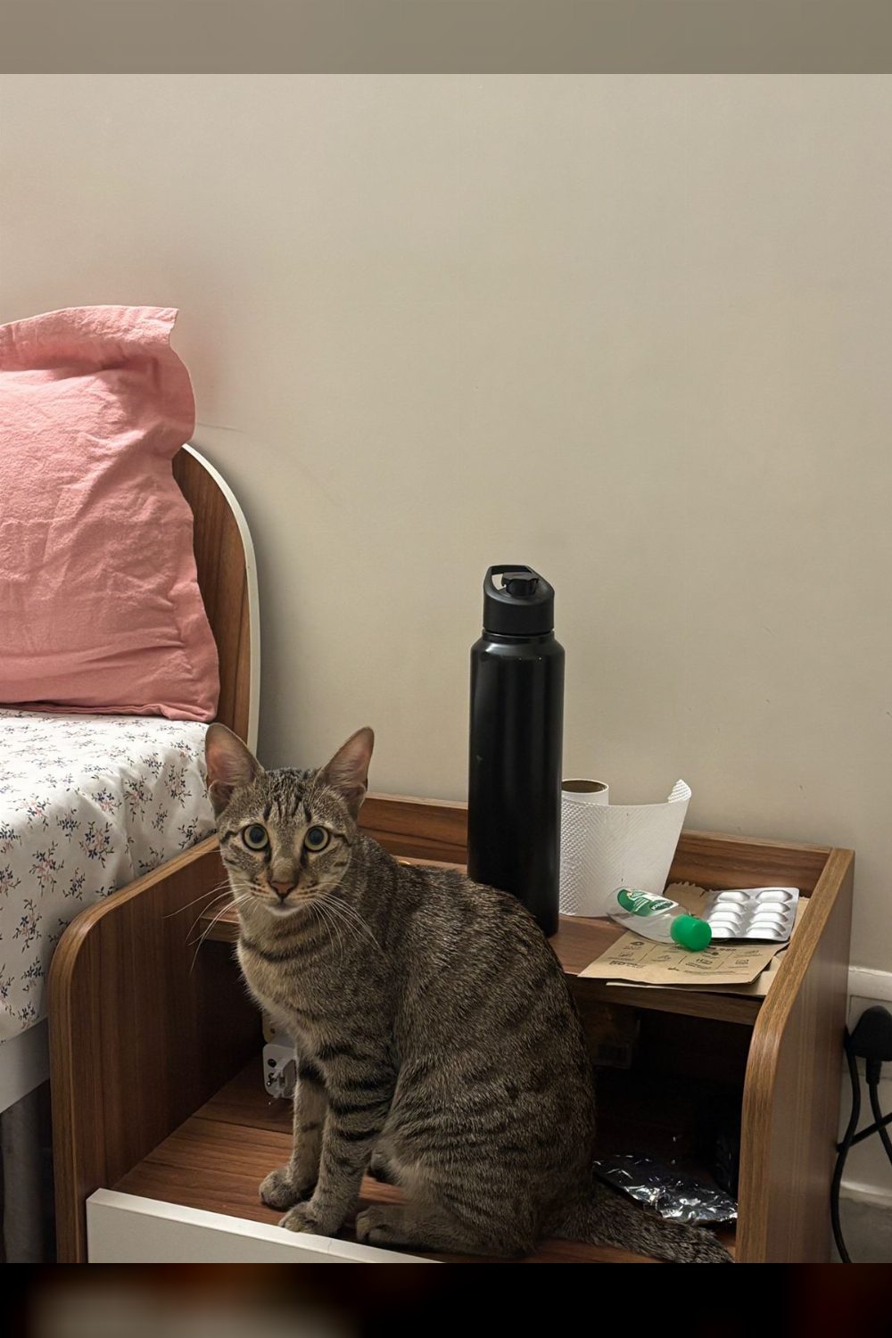 (Delhi) Please adopt our sweet, active foster cat!