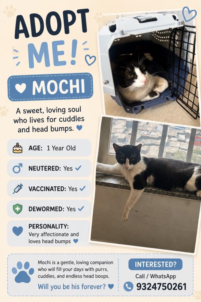 lovely babies up for adoption in Mumbai, looking for forever homes
