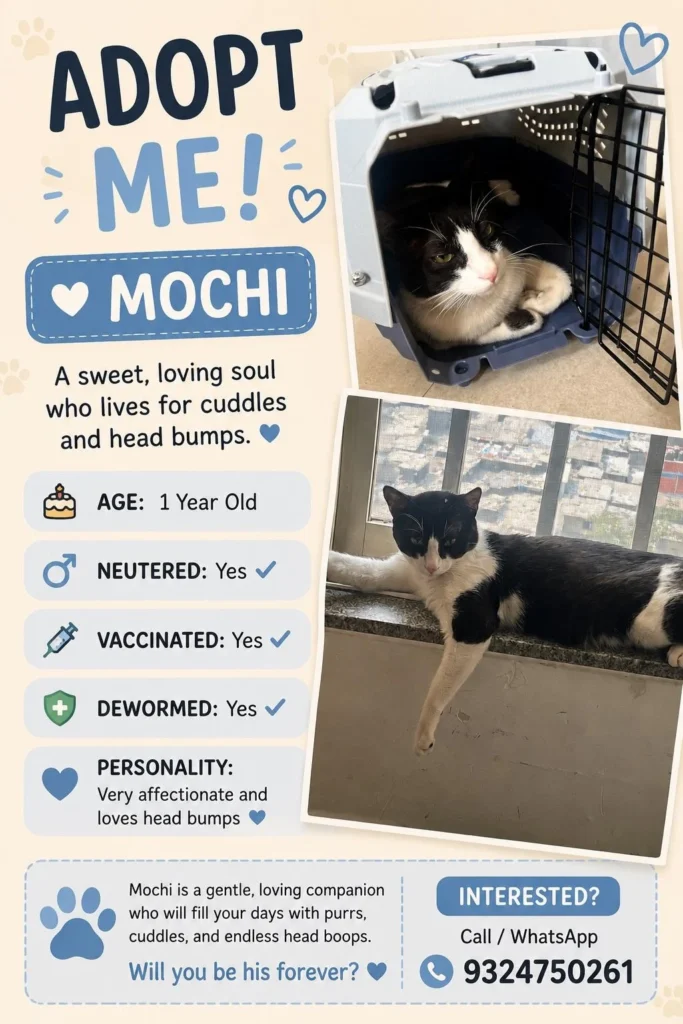 Rescued kittens up for adoption in Mumbai