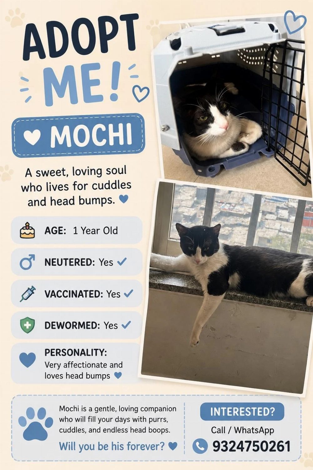 Lovely Babies Up for Adoption in Mumbai, Looking for Forever Homes