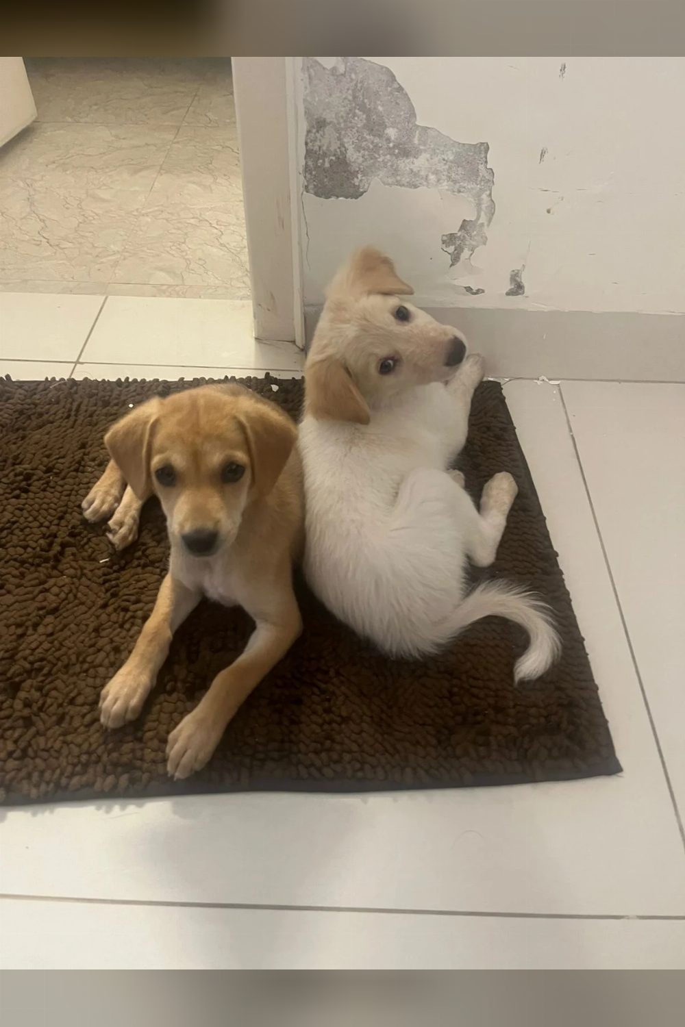 Two 2-week-old puppies for adoption — Bengaluru