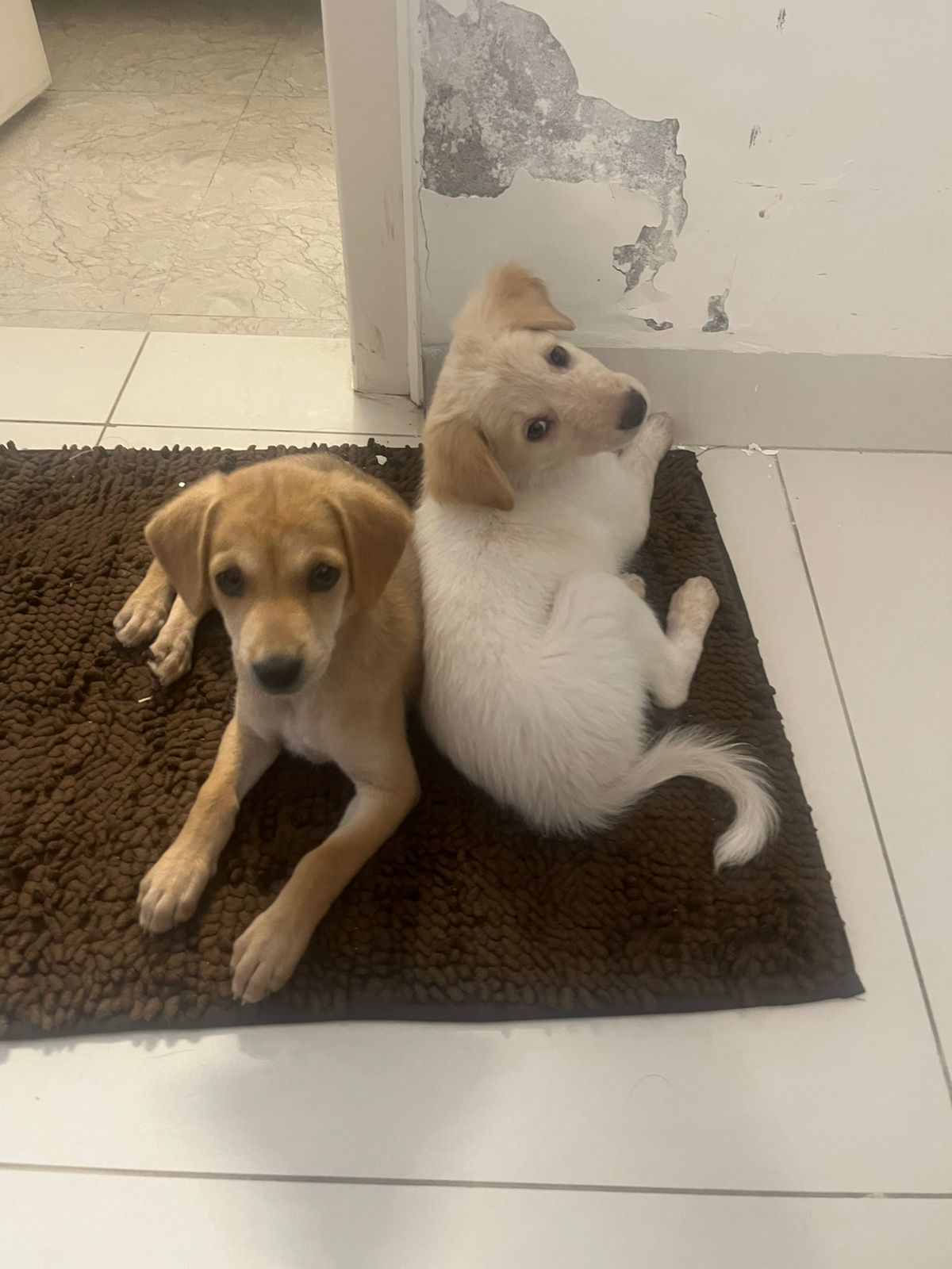 Adoption Appeal Bangalore-3 weeks old pups-vaxxed and regularly bathed (URGENT/TIME-SENSITIVE)