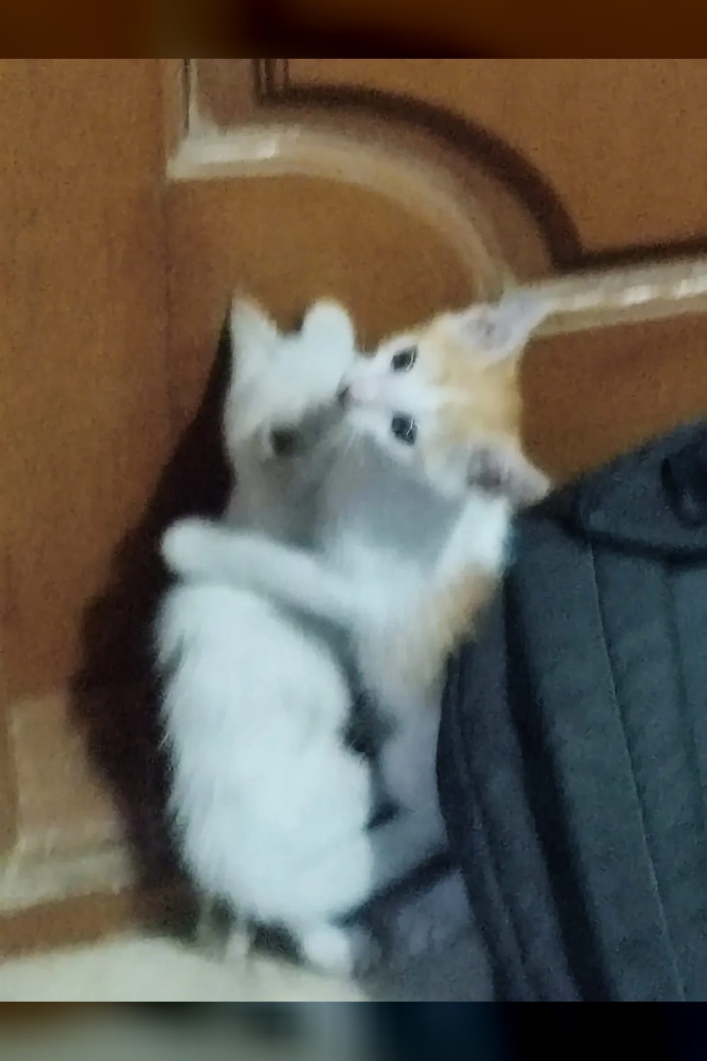 Appeal to adopt these cuties — Bengaluru