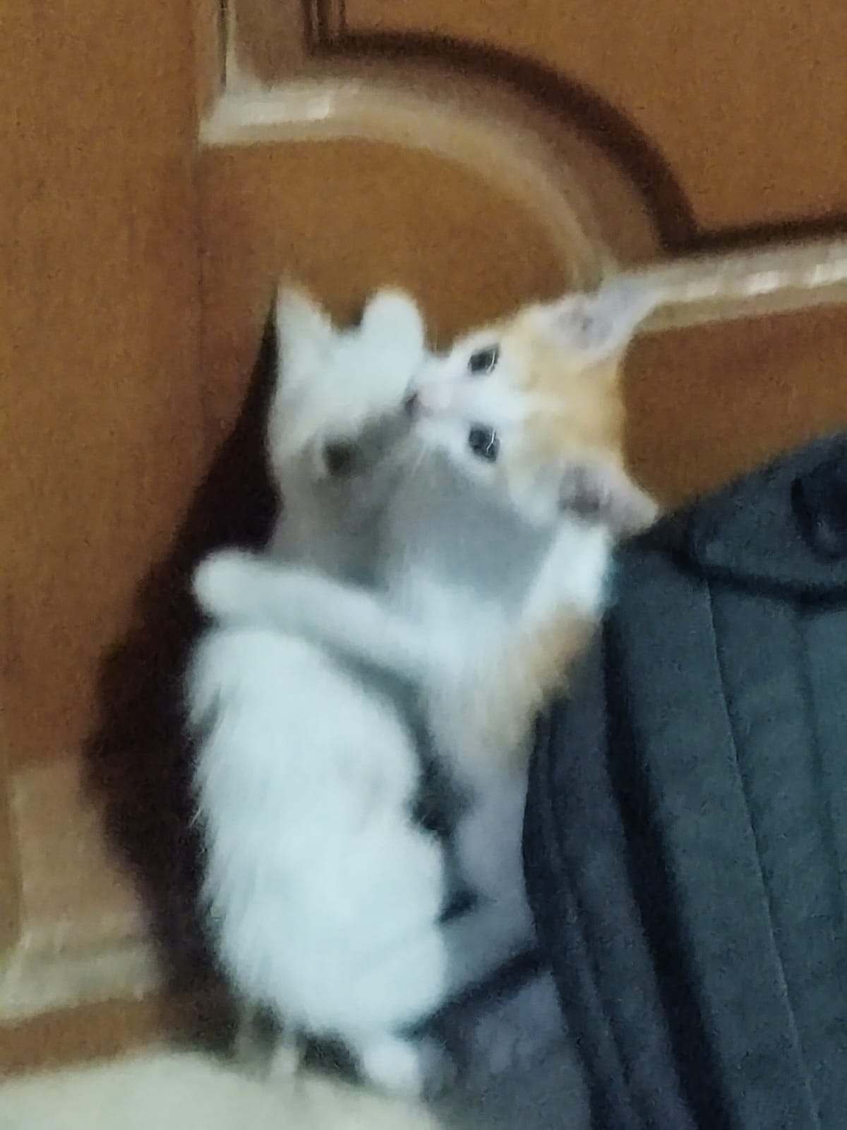 Appeal to adopt these cuties - Bangalore