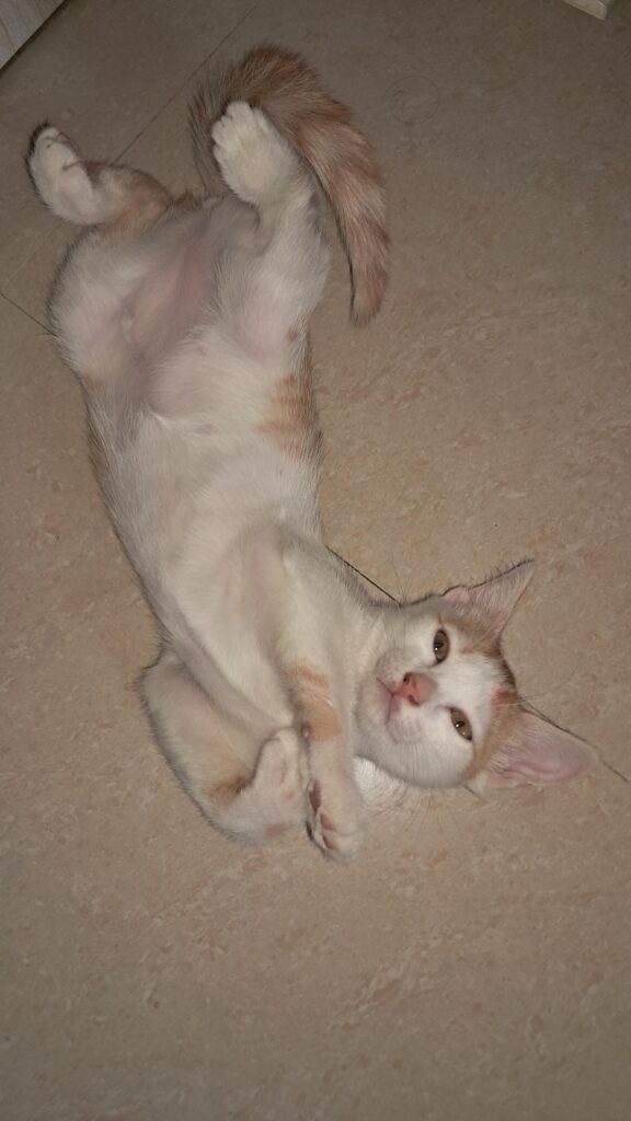 Two 3.5-Month-Old Kittens Seeking Permanent, Loving Homes - Thane / Mumbai Area - cat in Mumbai